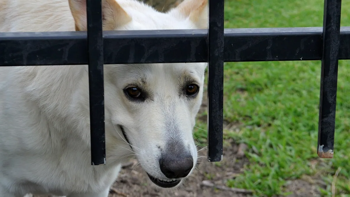 Do Dogs Know When You're Mad at Them?