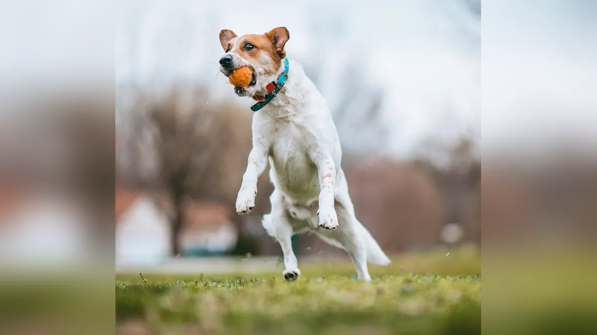 Do Dogs Laugh? Canine Play Signals Explained