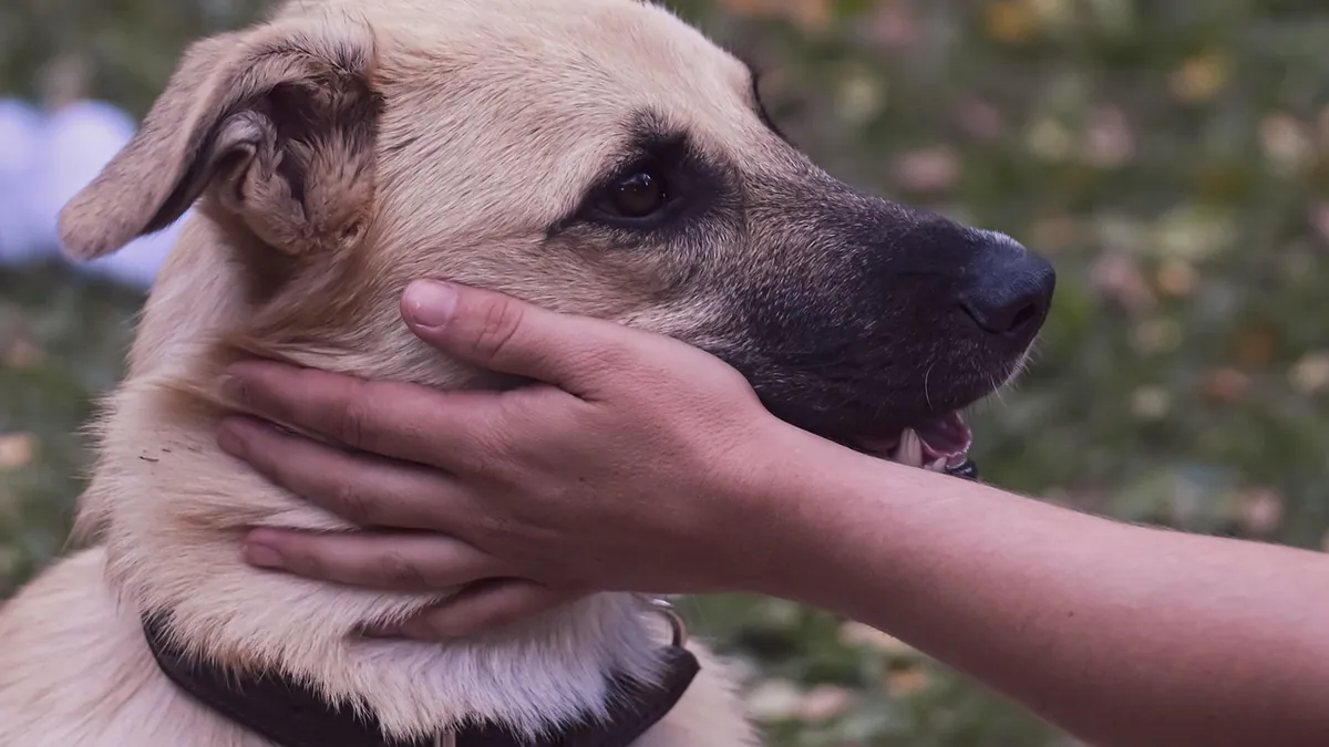 Do Dogs Like Being Pet? How to Tell