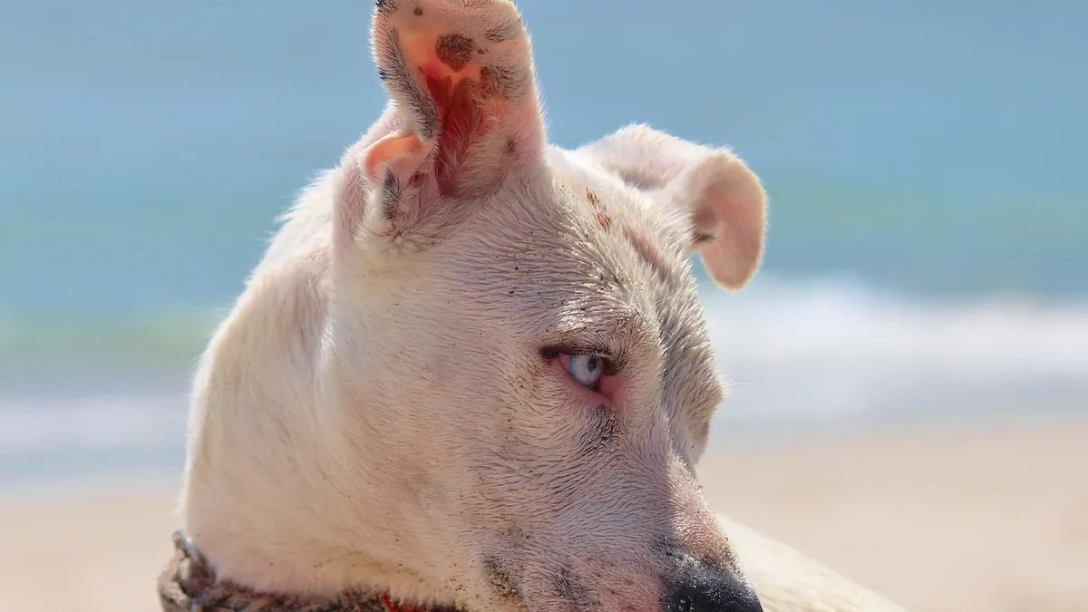 Do Dogs Need Sunscreen? Protecting Your Dog From Sunburn