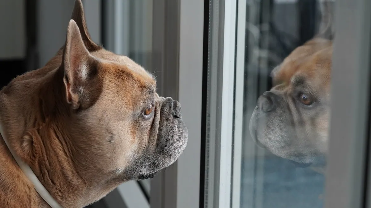 Do Dogs Recognize Themselves in a Mirror? The Mirror Test