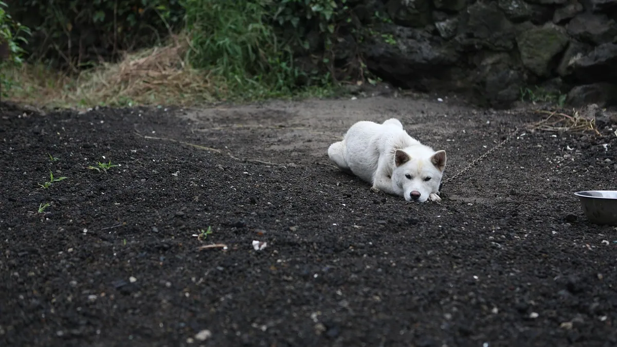 Do Dogs Run Away to Die? What Owners Should Know