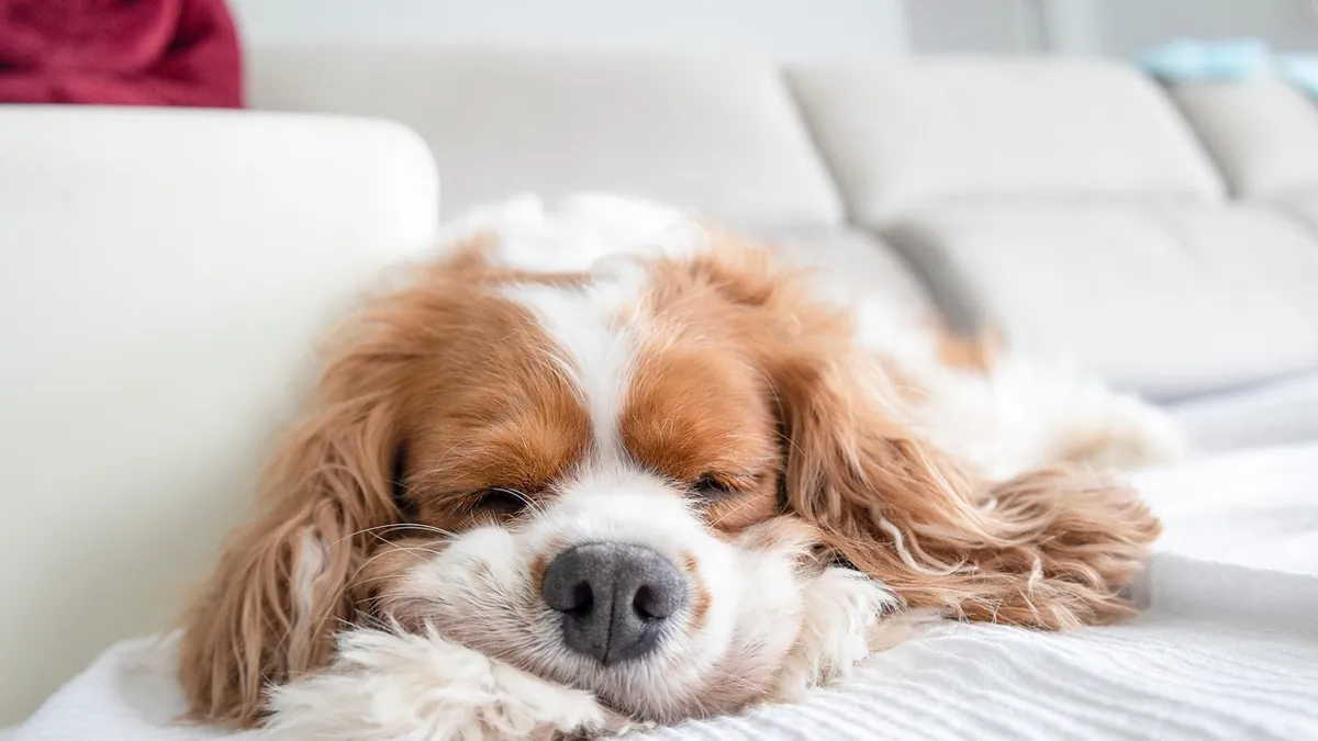 Do Dogs Sleep With Their Eyes Open? What It Means
