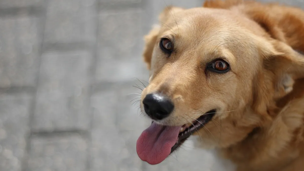 Do Dogs Smile? What a Dog's Smile Really Means