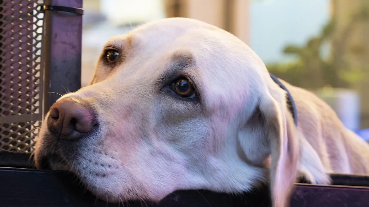 Do Dogs Think? What Science Says About the Canine Mind