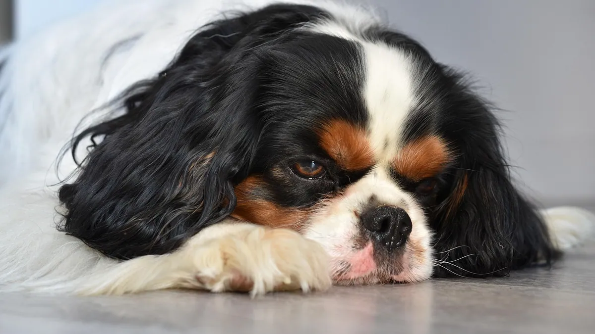 Do Dogs Understand Death? Grief and End-of-Life Behavior