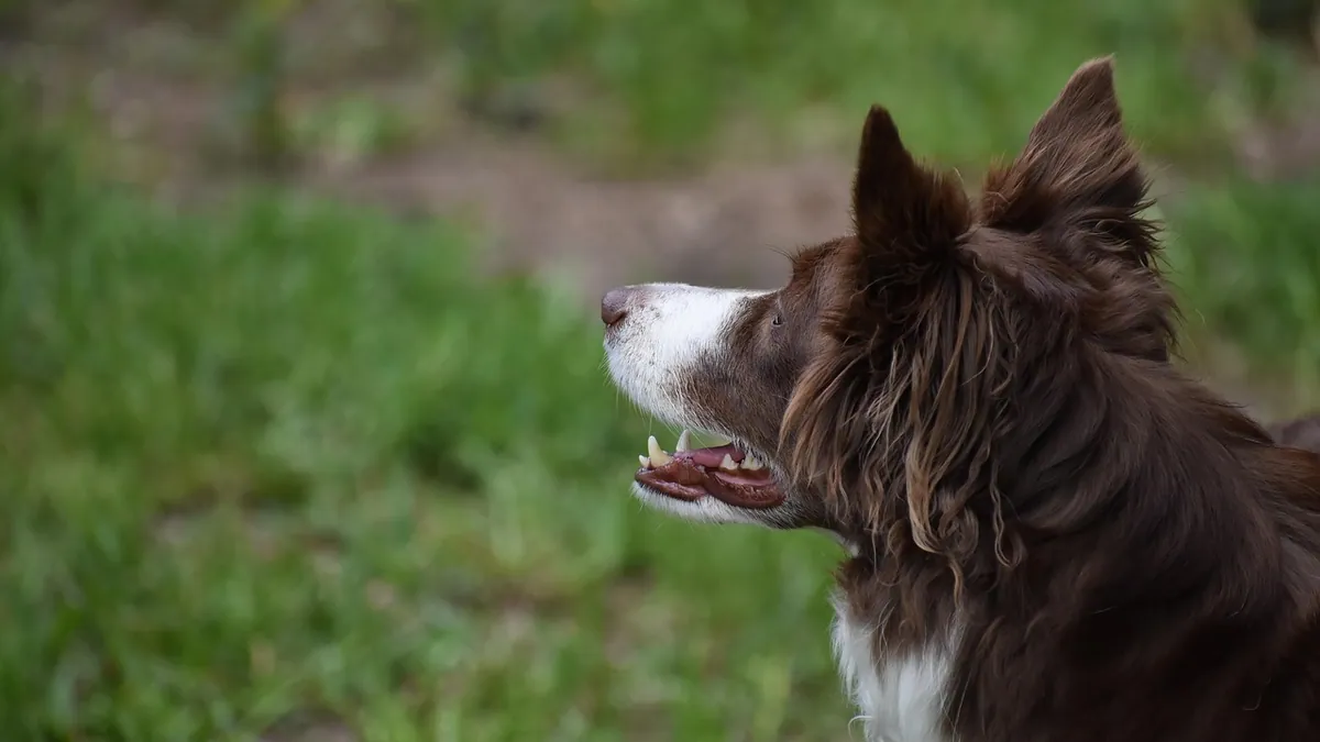 Do Dogs Understand Pointing? The Science of Dog Communication