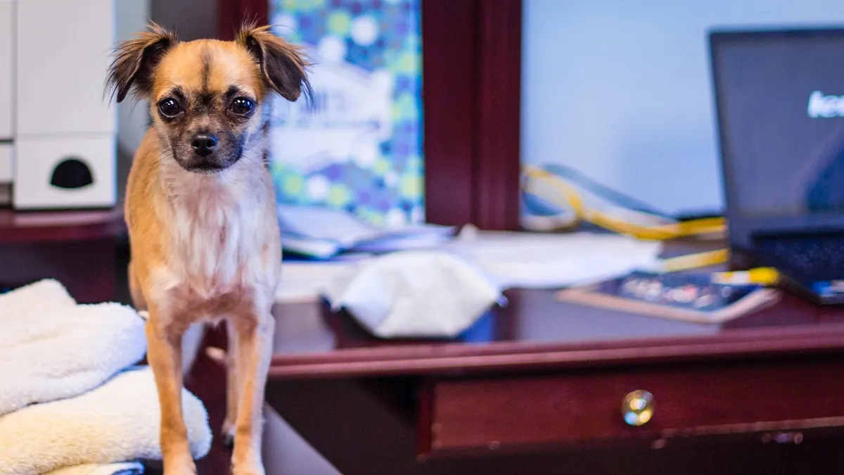 Do Dogs Watch TV? What They See and Why It Matters