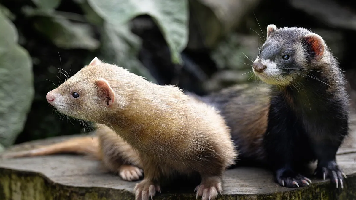 Do Ferrets and Cats Get Along? Safe Introductions
