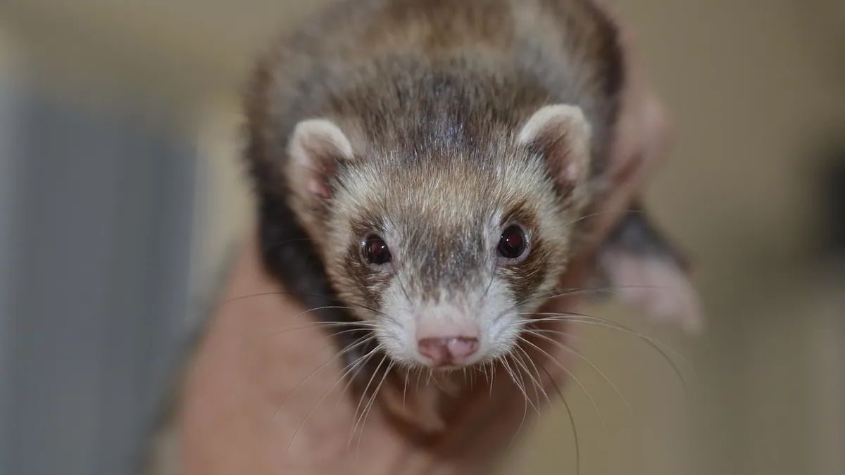 Do Ferrets Carry Diseases? Zoonoses Owners Should Know