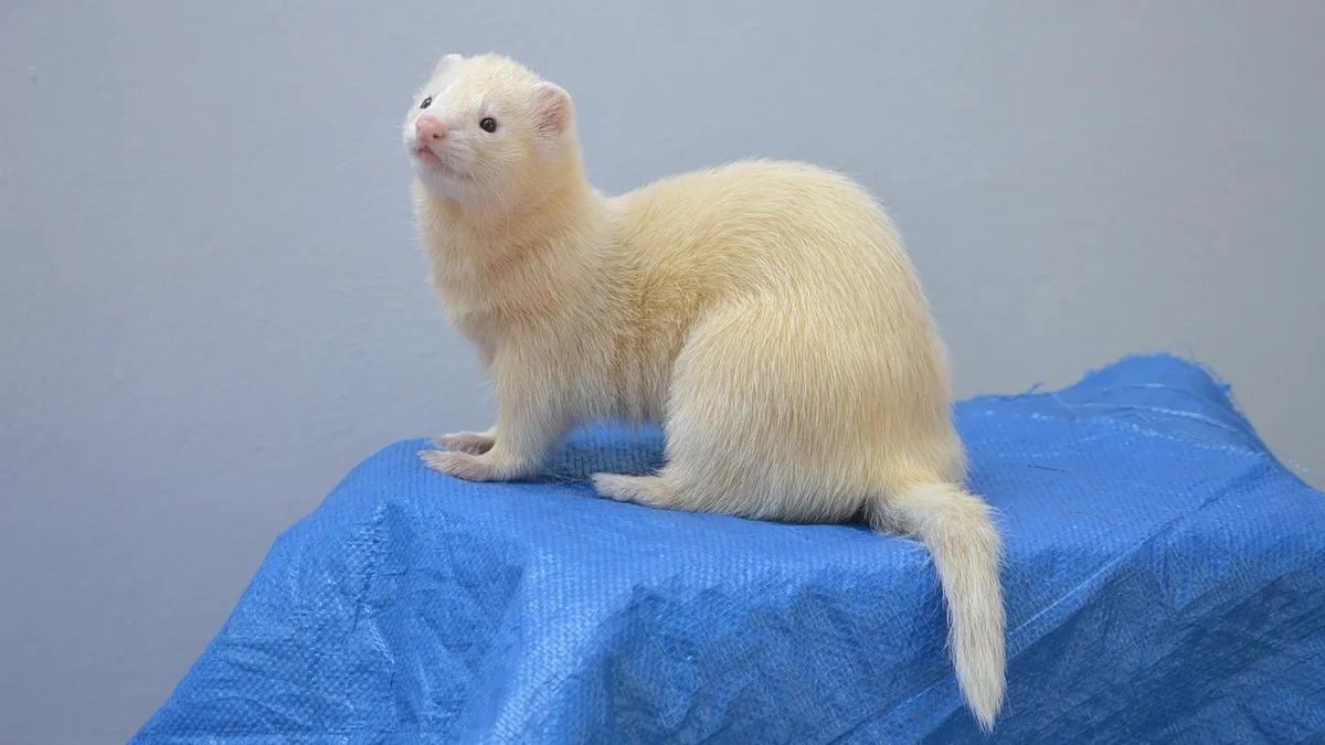 Do Ferrets Carry Rabies? Vaccination and Risk Explained