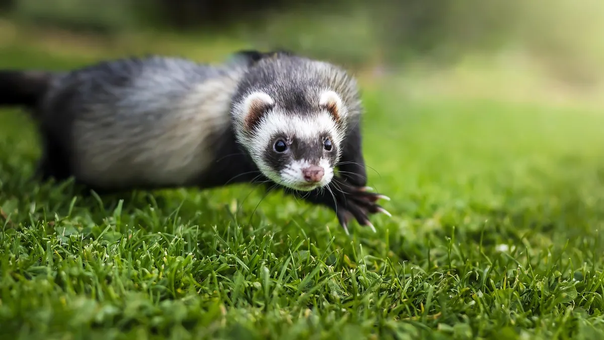 Do Ferrets Fight or Play Fight? Telling the Difference