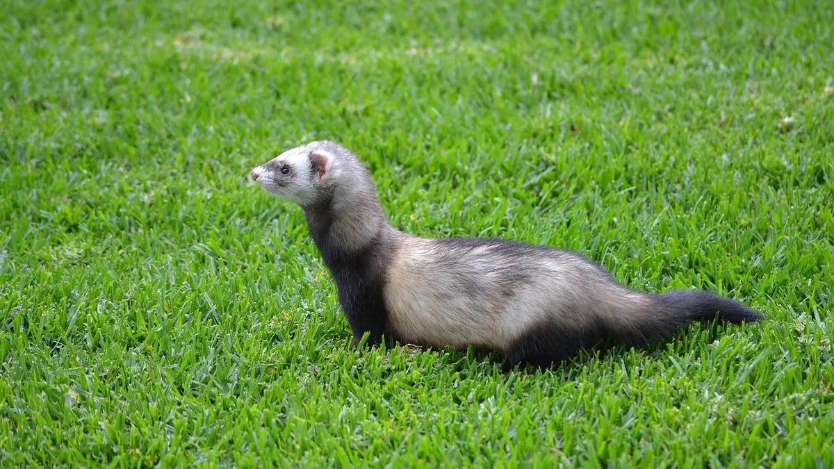Do Ferrets Live in the Wild? Feral and Wild Ferret Facts