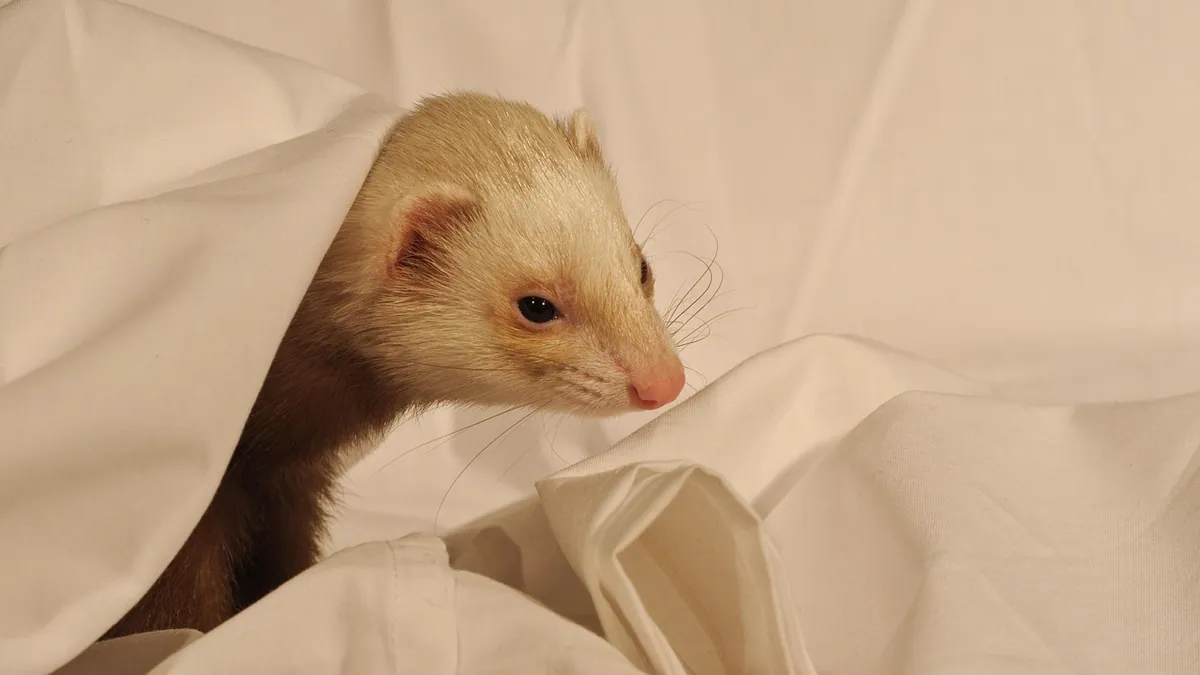 Do Ferrets Make Good Pets? Honest Pros and Cons