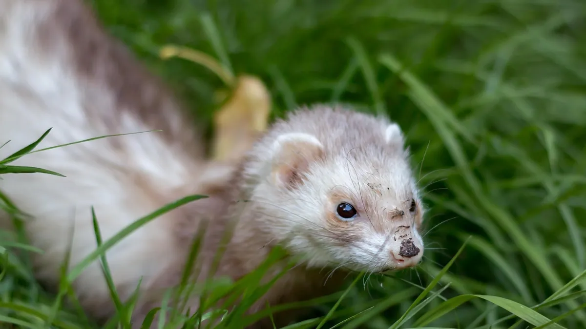Do Ferrets Need Baths? Bathing and Dust Bath Guide