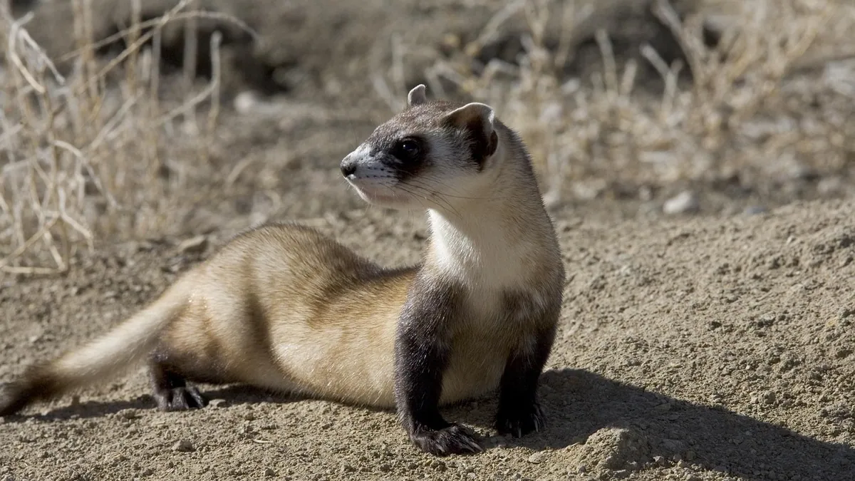 Do Ferrets Overheat Easily? Heat Safety for Ferrets