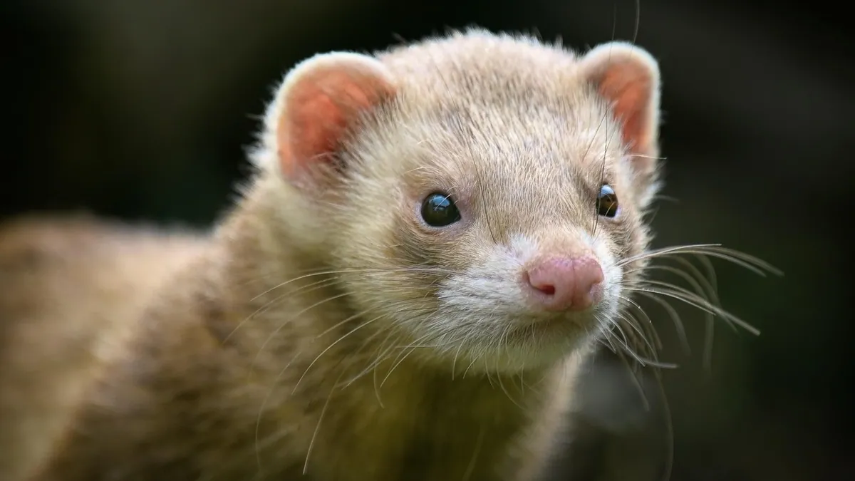 Do Ferrets Purr? Ferret Sounds and What They Mean