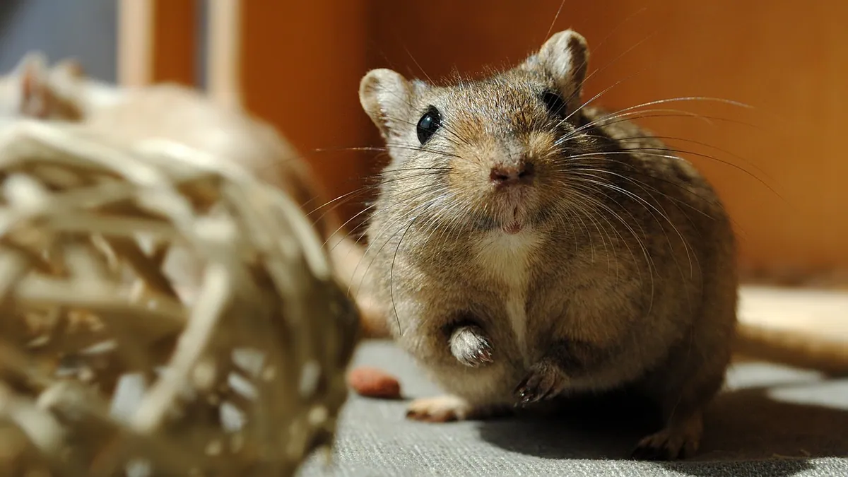 Do Gerbil Tails Grow Back? Regrowth Facts and Care