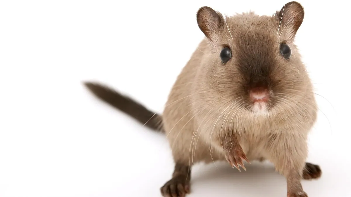 Do Gerbils Bite? Why It Happens and How to Stop It