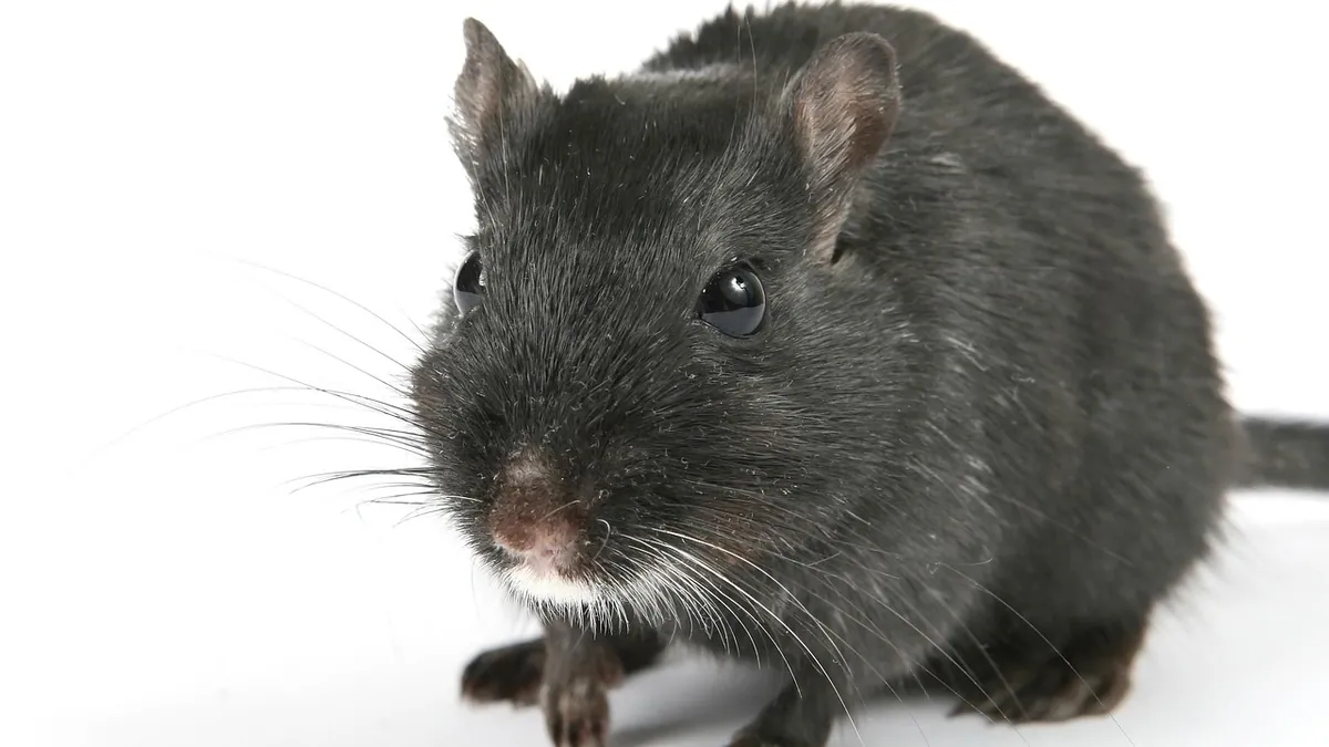 Do Gerbils Carry Diseases? Risks to Owners