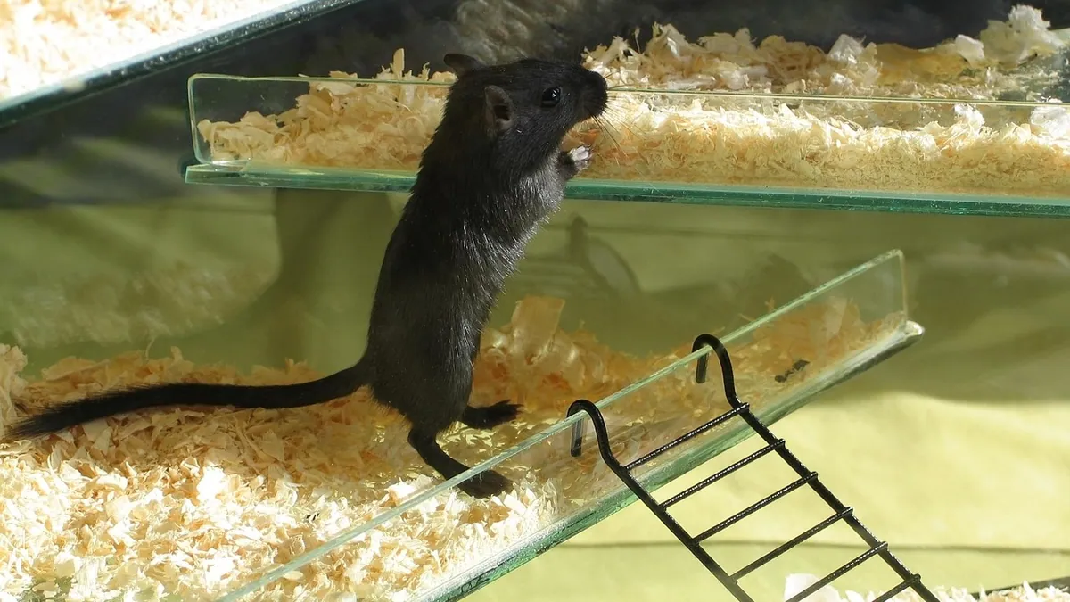 Do Gerbils Die Easily? Lifespan and Common Risks