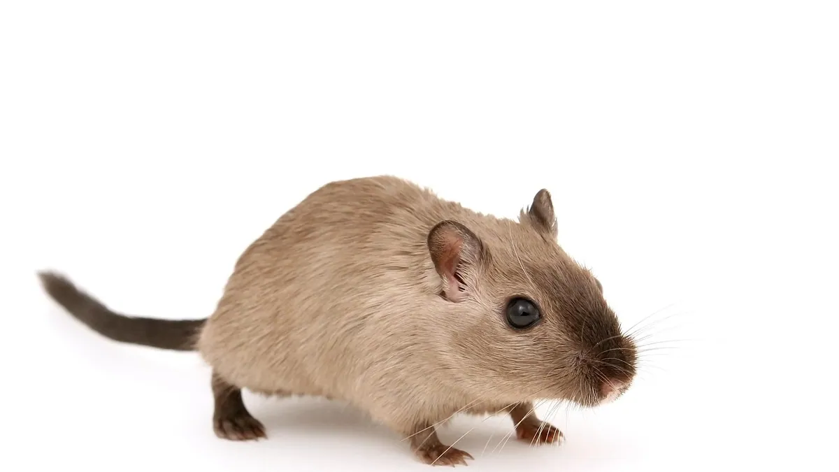 Do Gerbils Have Tails? Shedding, Wagging, and Facts