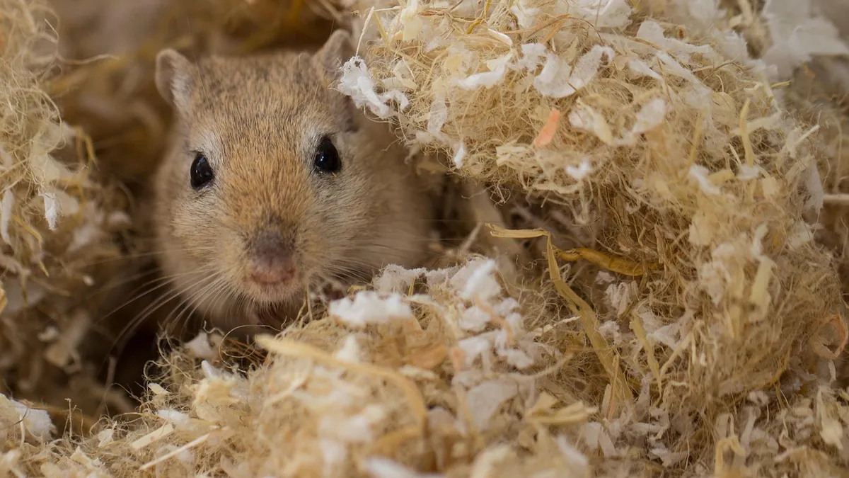 Do Gerbils Hibernate? Torpor vs Hibernation Explained
