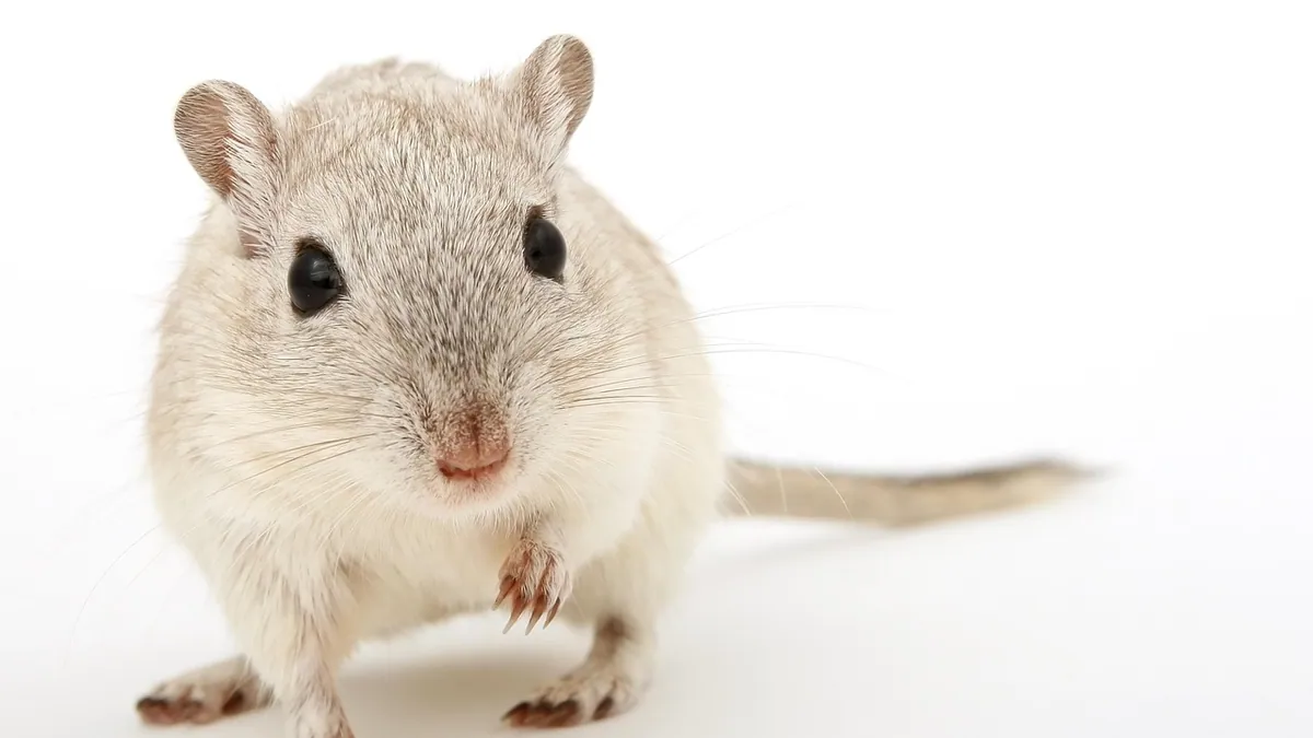 Do Gerbils Like to Be Held? Taming and Handling Tips
