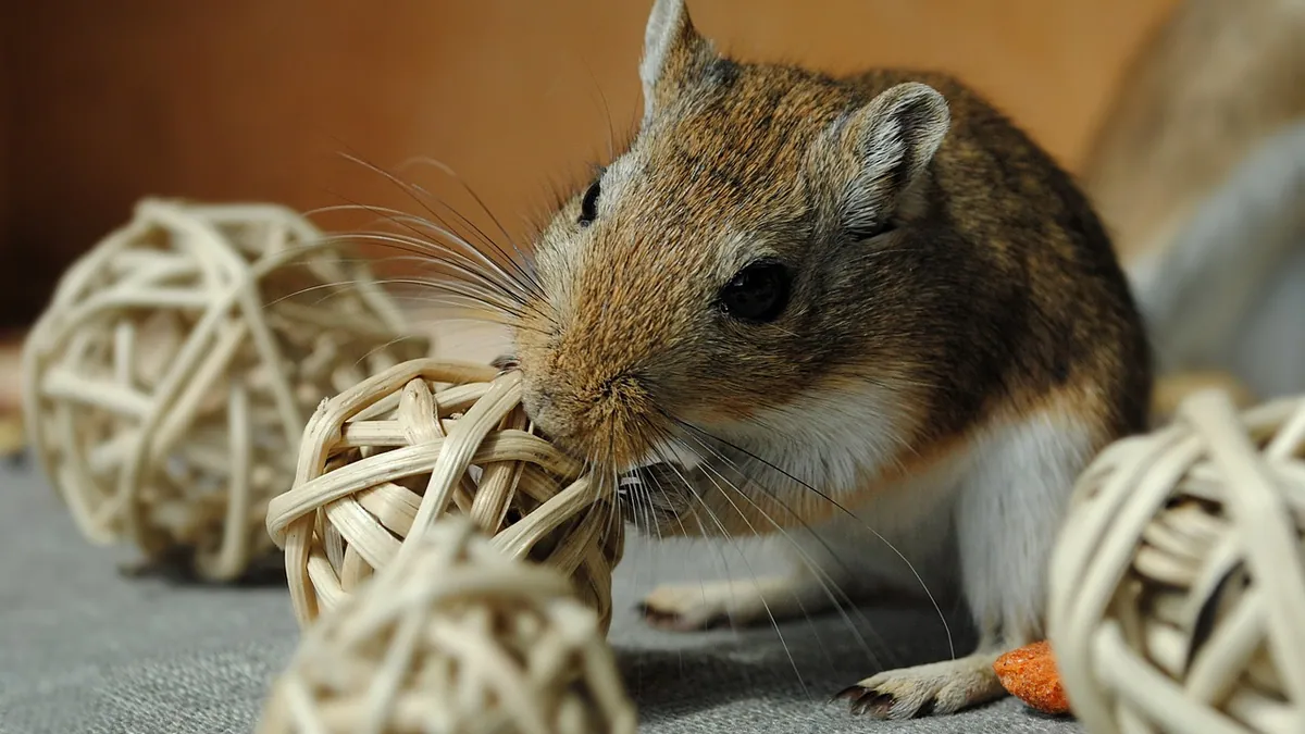 Do Gerbils Make Good Pets? Honest Pros and Cons