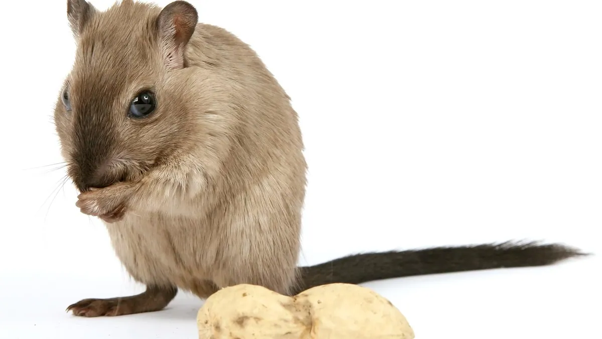 Do Gerbils Need a Friend? Social Needs Explained