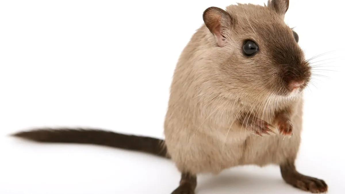 Do Gerbils Need a Wheel? Exercise Wheel Guide