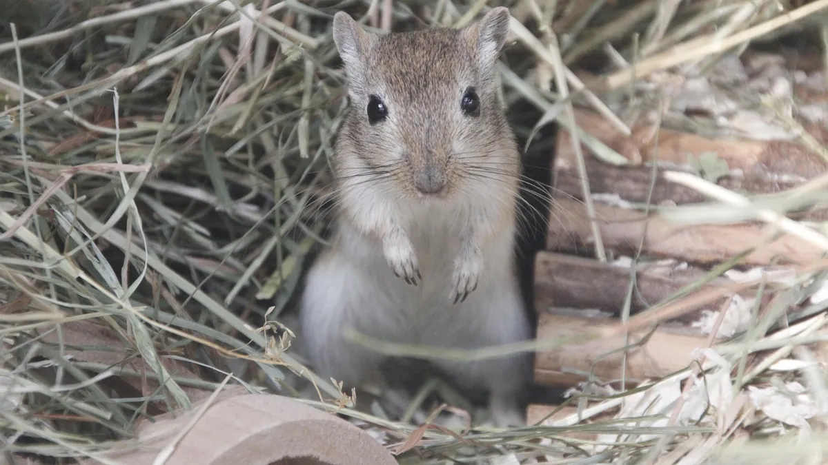 Do Gerbils Need Hay? Timothy, Oat, and Other Hays