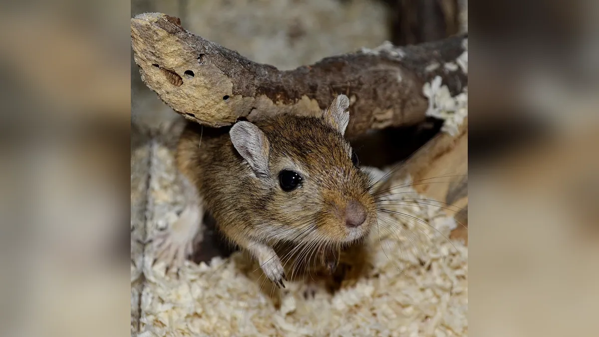 Do Gerbils Need Sand Baths? Dust Bath Basics