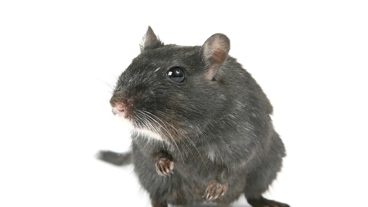 Do Gerbils Recognize Their Owners? Bonding Facts