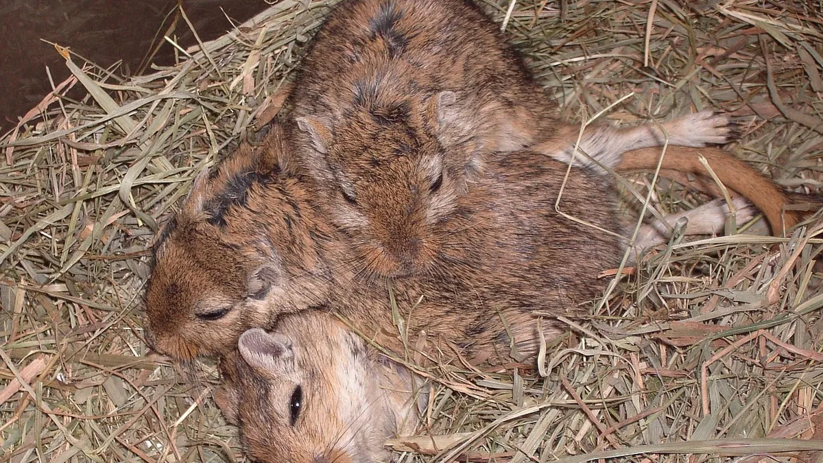 Do Gerbils Sleep? Sleep Patterns Explained