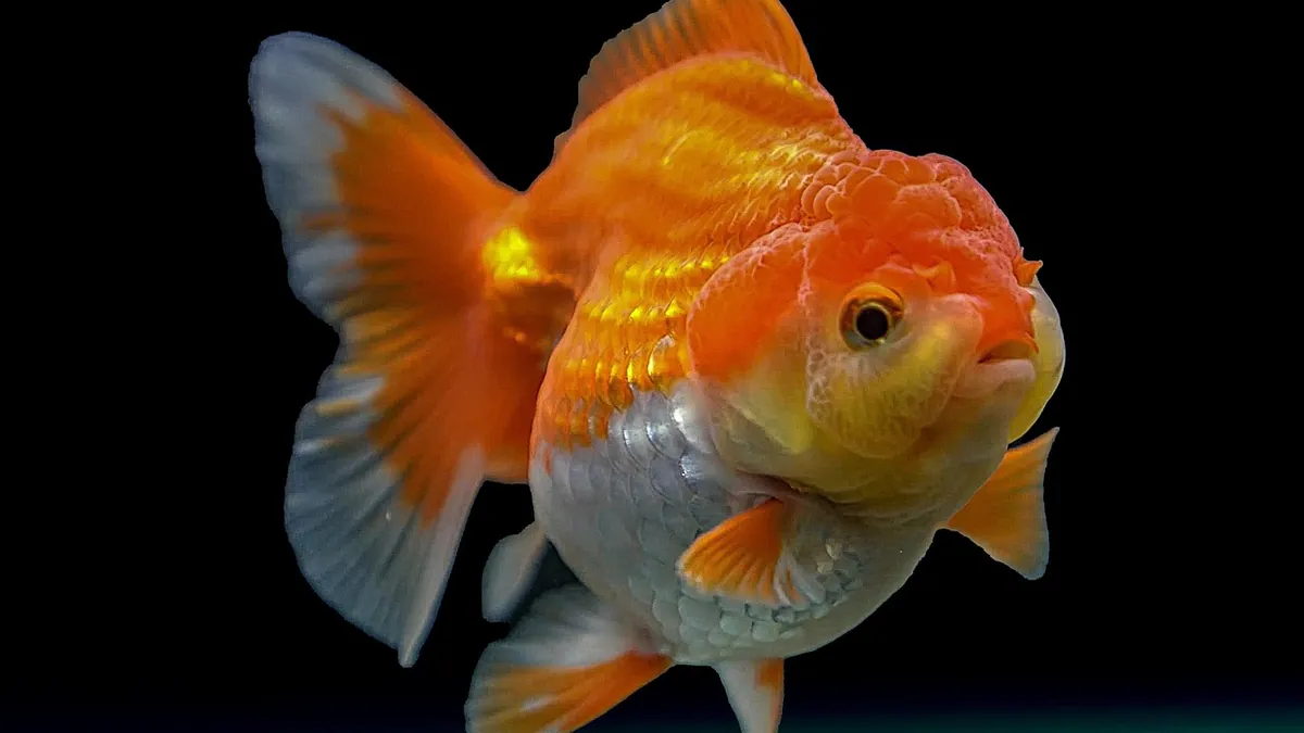 Do Goldfish Drink Water? Temperature and Water Needs