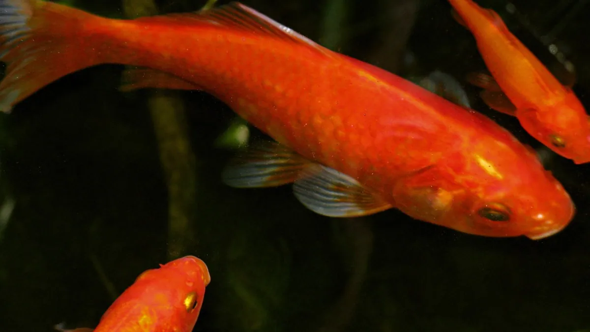 Do Goldfish Feel Pain? What Science Says About Fish Welfare