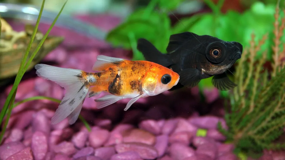 Do Goldfish Mate? Breeding and Koi Crosses