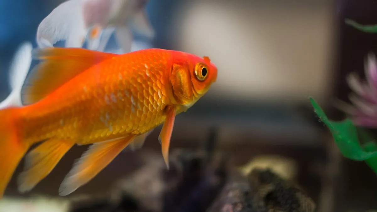 Do Goldfish Play? Behavior and Enrichment