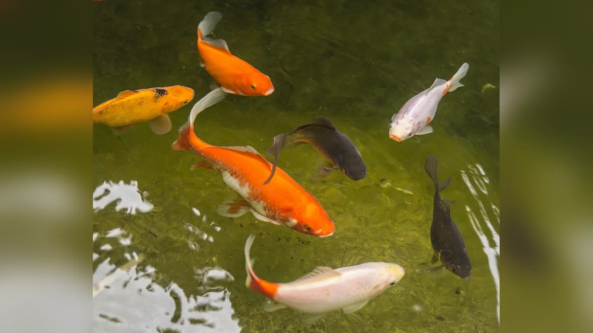 Do Goldfish Turn Into Koi? Separating Fact From Myth