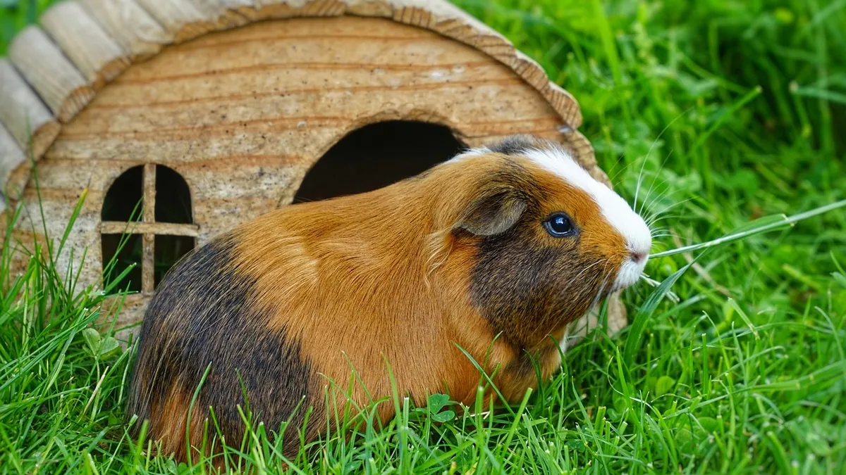 Do Guinea Pigs and Dogs Get Along Safely?