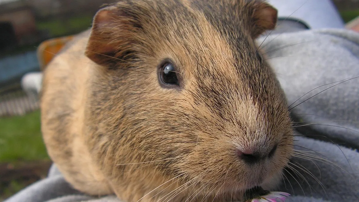 Do Guinea Pigs Bite? Why They Bite and What to Do