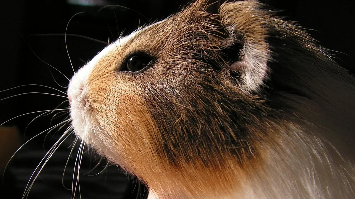 Do Guinea Pigs Bond With Their Owners?