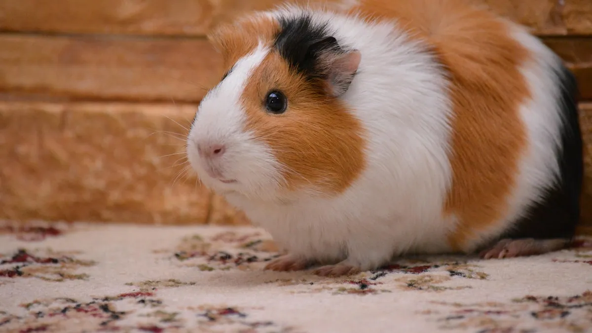 Do Guinea Pigs Fart? Gas, Bloat, and When to Worry