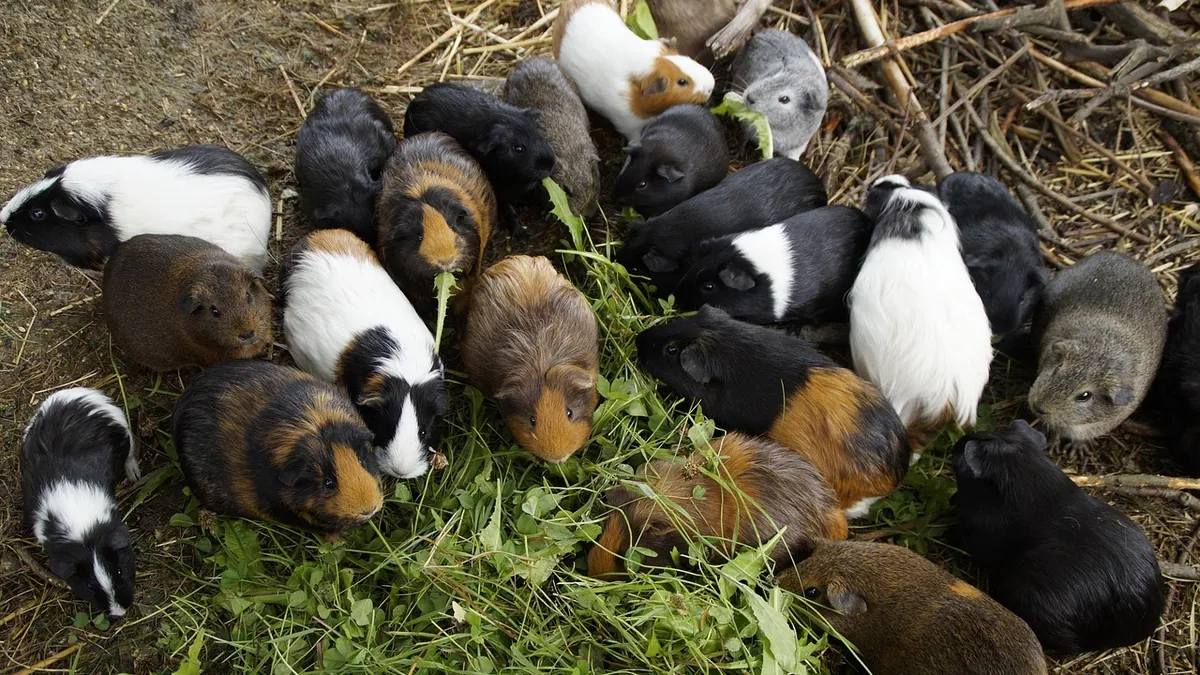Do Guinea Pigs Get Cold or Overheat Easily?