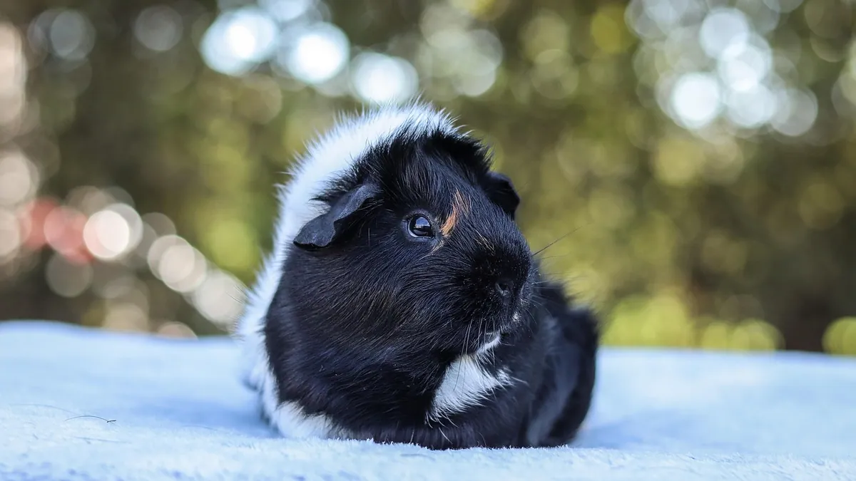 Do Guinea Pigs Get Depressed Alone?