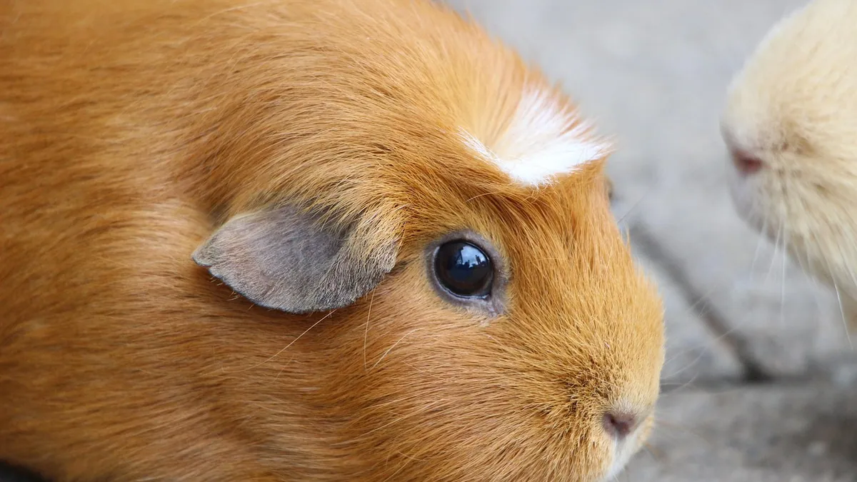 Do Guinea Pigs Get Periods? Their Heat Cycle Explained