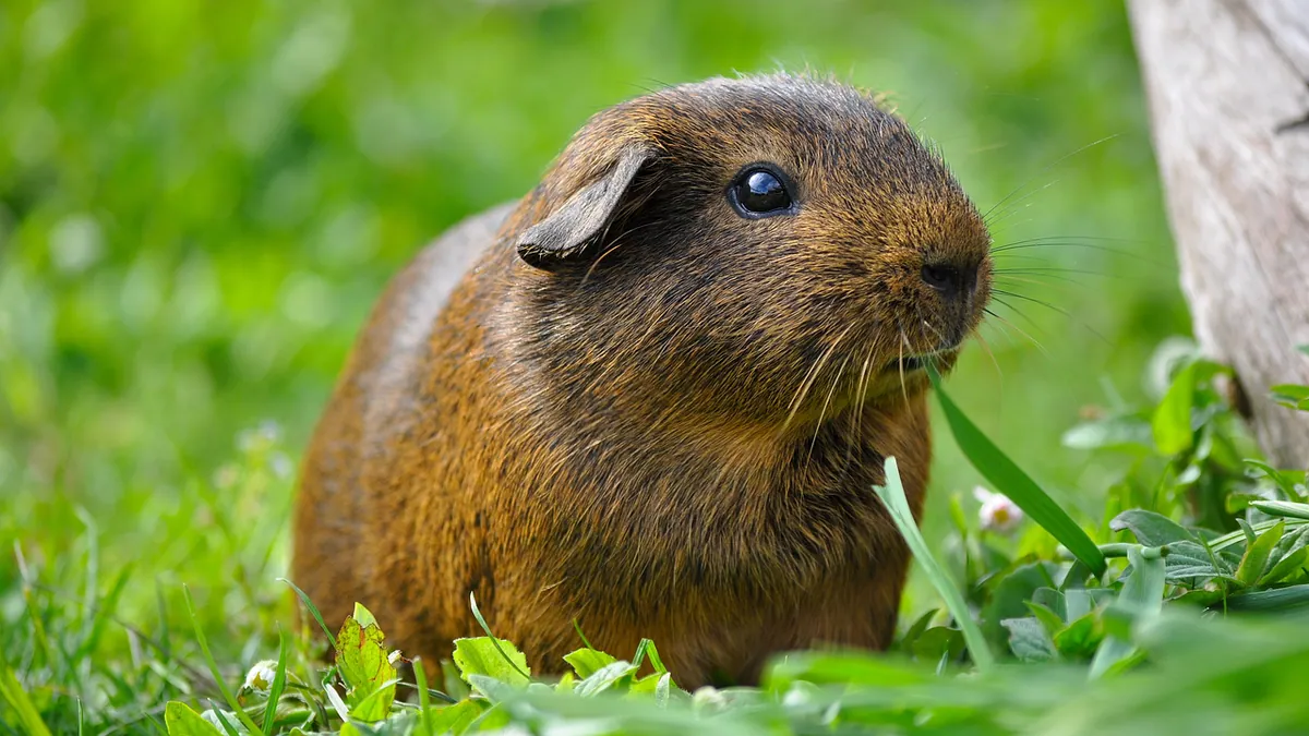 Do Guinea Pigs Grieve When a Companion Dies?
