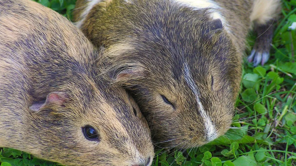 Do Guinea Pigs Groom Each Other? Social Grooming Explained