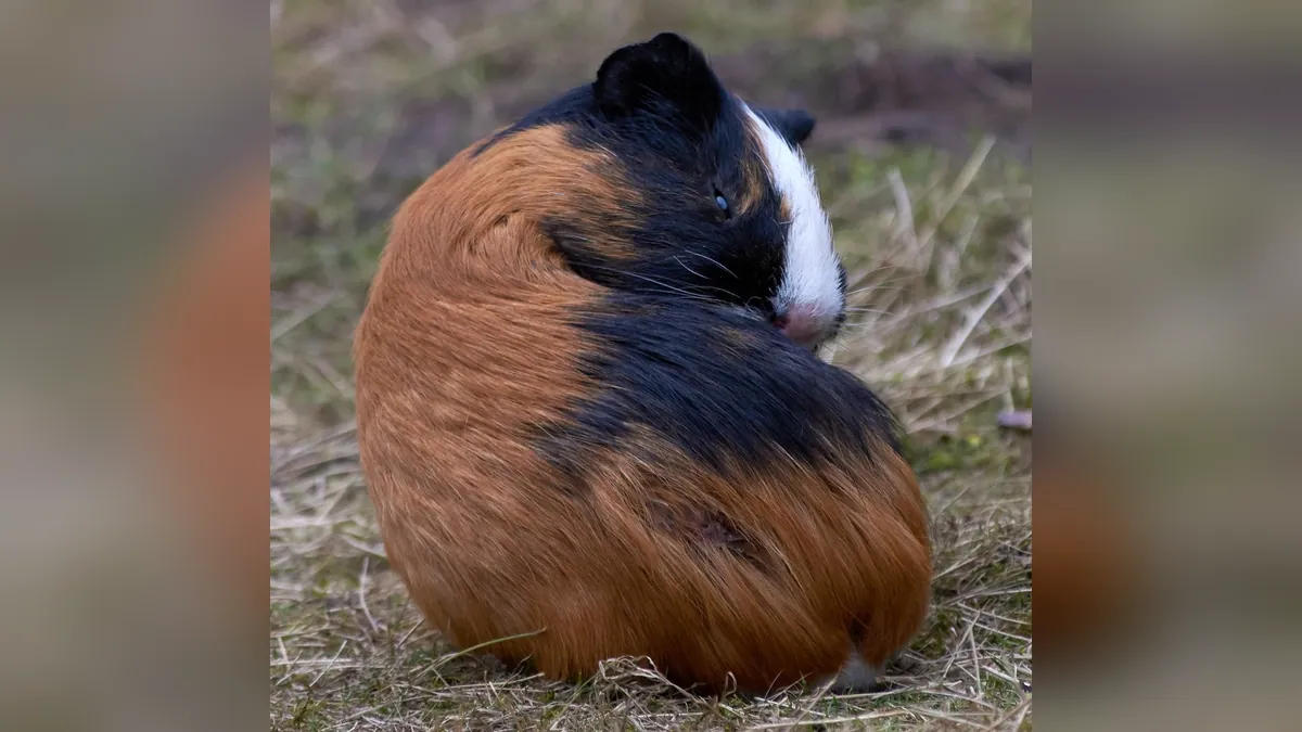 Do Guinea Pigs Have a Tail? Anatomy and What You See